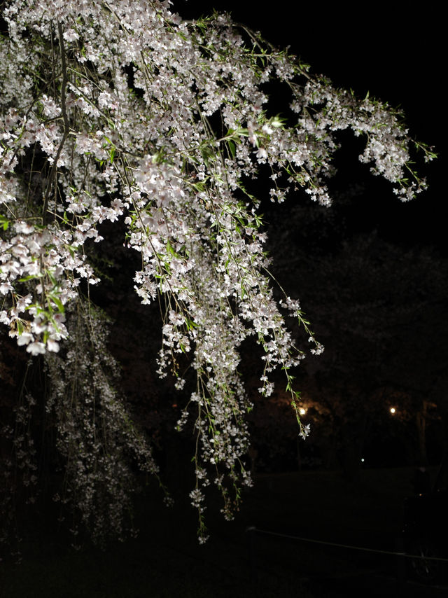 🌸🏯【秋田・角館】  時が止まった町で、武家屋敷と桜に包まれる春。 