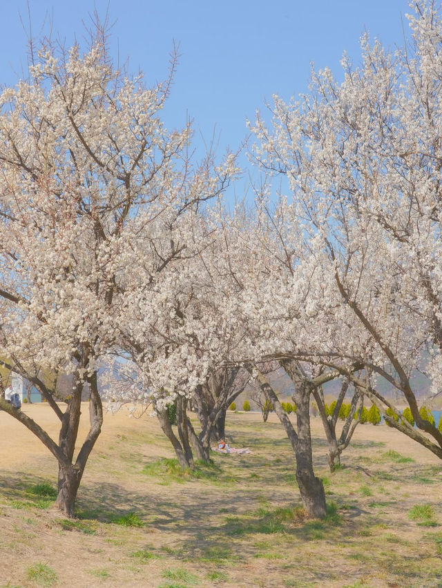 이번 주, 낙동강변에서 매화 피크닉 어때요?🌸❤️