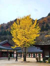Zen Vibes and Mountain Vibes at Baekdamsa