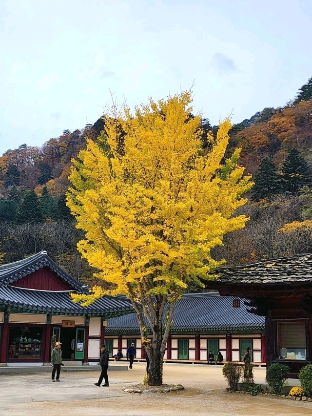 Zen Vibes and Mountain Vibes at Baekdamsa