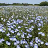 Flower Hill - Uminokamichi Seaside Park 