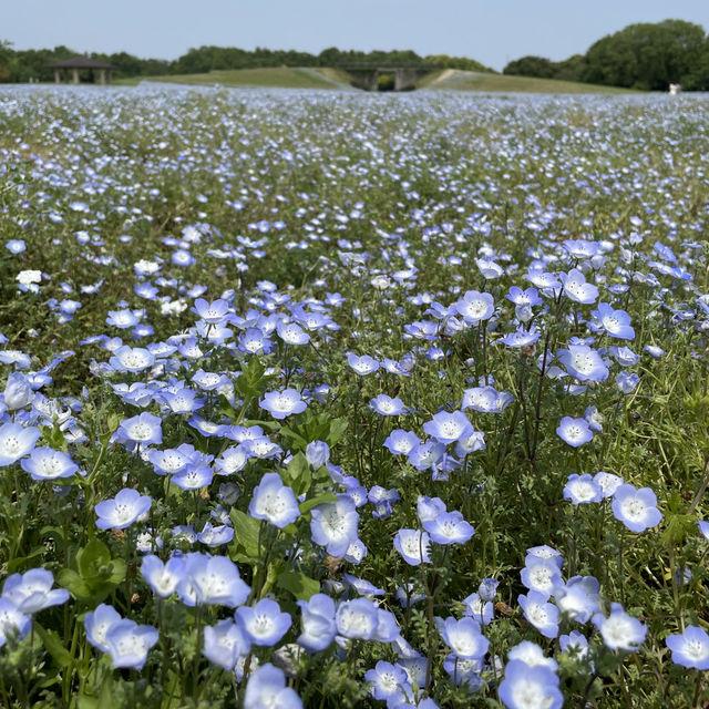 Flower Hill - Uminokamichi Seaside Park 