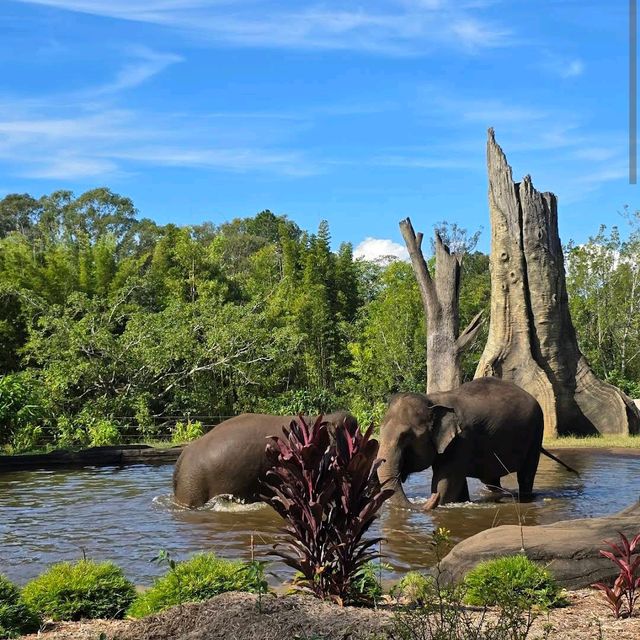 Australia Zoo – Sunshine Coast, QLD