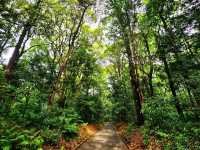 Meiji Shrine & Yoyogi Park – Tokyo’s Tranquil Core