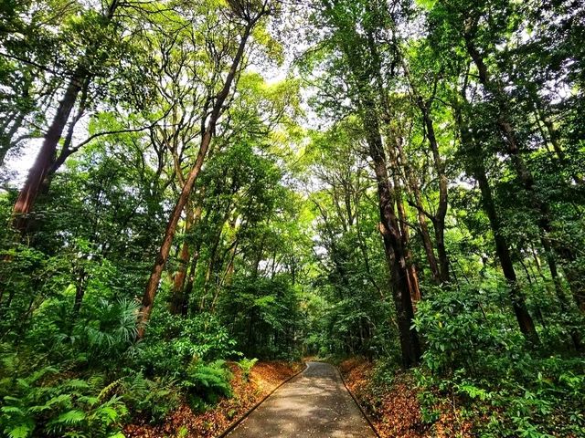 Meiji Shrine & Yoyogi Park – Tokyo’s Tranquil Core