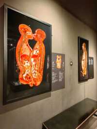 醫科生必去的人體奧妙展@Amsterdam 