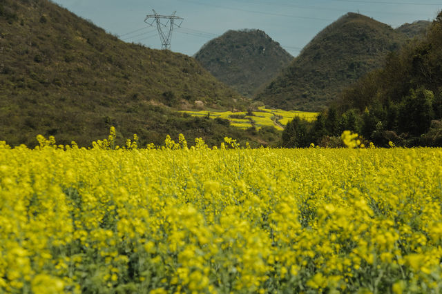LUOPING IN SPRING 2025