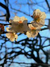 Shinjuku Gyoen National Garden – Tokyo’s Tranquil Heartbeat
