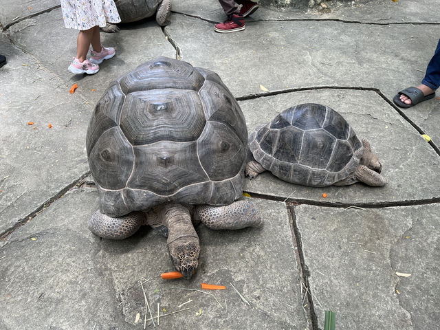 Farm In The City KL – A Fun and Hands-On Experience for the Whole Family
