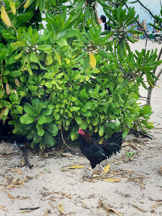 タイにある猫島🐈🇹🇭野良猫ちゃんと一緒に過ごせるリゾート・カイ島🐬🏝🌺