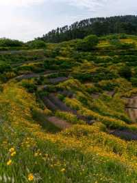 Purple Dreams at Jisepo Lavender Fields