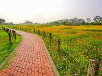 台中后里環保公園賞向日葵