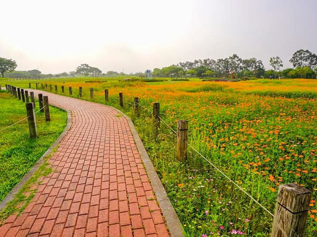 台中后里環保公園賞向日葵
