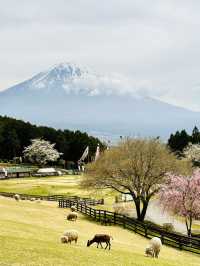 富士山周邊親子必遊！一邊欣賞富士美景一邊玩