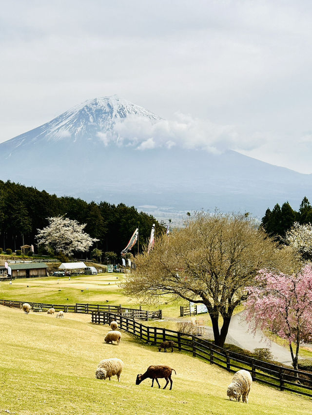 富士山周邊親子必遊！一邊欣賞富士美景一邊玩