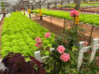 🍓Not Just Strawberries — Big Strawberry Farm, Cameron Highlands