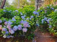 What a nice season to visit Jangsaengpo Hydrangea Festival