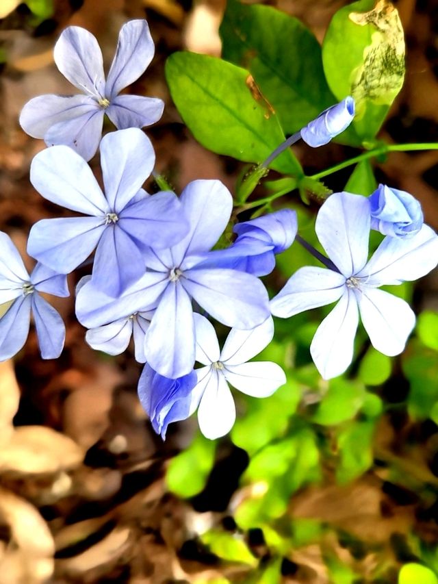 Strolling through the charming Floral Ridge