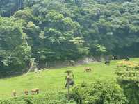 魅力たくさん！ 初夏の館山