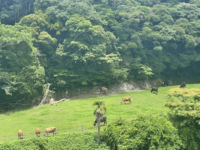 魅力たくさん！ 初夏の館山