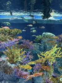 沖繩最新商場水族館🫶🏻DMM🫡超岩親子遊
