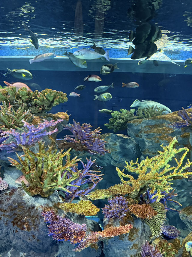 沖繩最新商場水族館🫶🏻DMM🫡超岩親子遊