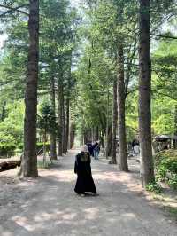 Attractions to visit in Nami Island
