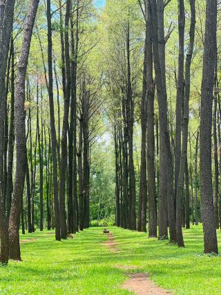 Must-Visit Photo Spot in Chiang Mai: Mae Taeng Pine Forest