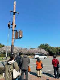 Uminonakamichi Seaside Park | Fukuoka