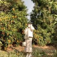 🍊✨“제주 4박5일 찐리뷰 – 무계획이 만든 인생여행 코스 총정리!”✨🍊