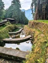 Morning Magic at Alishan Scenic Area