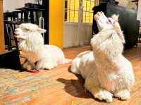 David & Alpaca Café: Coffee, Cuddles and Cuties in Taipei
