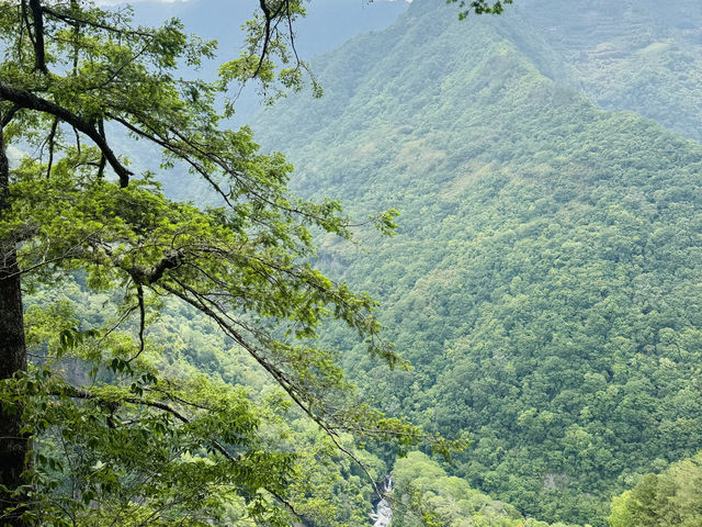 📍司馬庫斯-上帝的部落