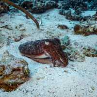 ดำน้ำลึกกับ Satun Dive Resort Koh Lipe