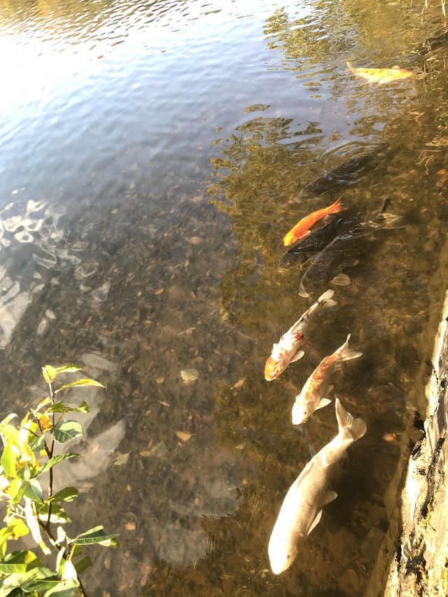 【静岡県　伊東市　一碧湖のゴールデンサンセット】