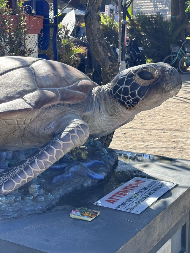 거부기 보호소 🐢