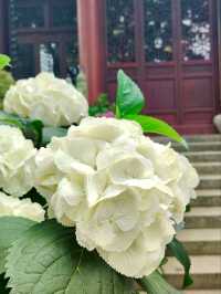 Yongfu Temple's Hydrangeas in Full Bloom