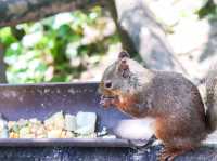 【栃木県】 那須の雄大な自然に暮らす動物たちの王国『那須どうぶつ王国』