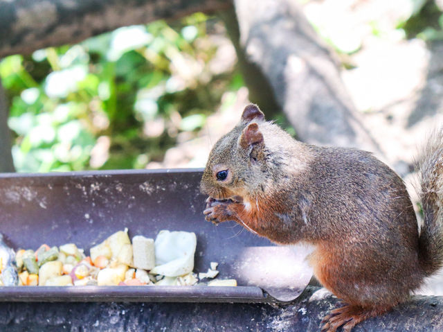 【栃木県】 那須の雄大な自然に暮らす動物たちの王国『那須どうぶつ王国』