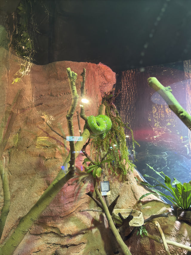Chameleons & Jungle Snakes