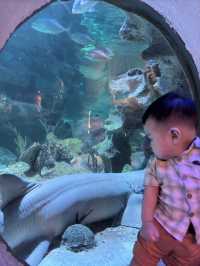 Meet the Shark at KLCC Aquaria