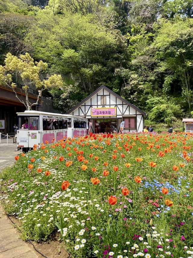Kurihama Flower World in Yokosuka🌸🌹💐🌺🌷