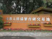 “Panda Paradise: Chengdu’s Living Conservation Garden”