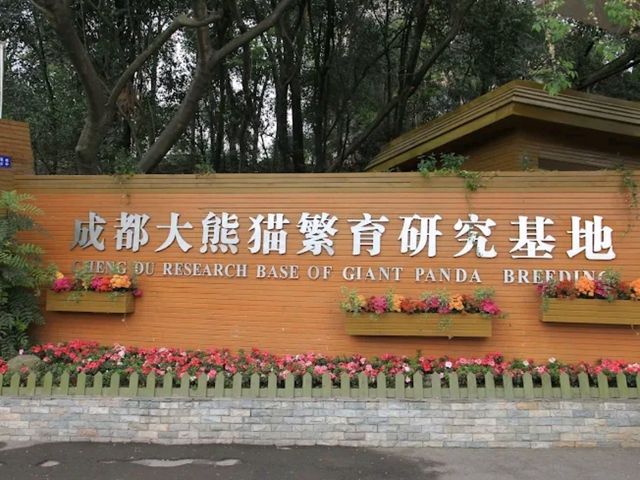 “Panda Paradise: Chengdu’s Living Conservation Garden”