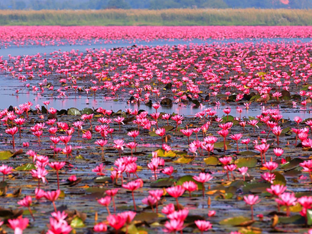 อุดรธานี: ทะเลบัวแดง (หนองหาน กุมภวาปี) อุดรธานี: ทะเลบัวแดง (หนองหาน กุมภวาปี)