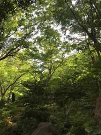 💧🏞️水と音がつなぐ非日常──品川・御殿山庭園の滝散歩