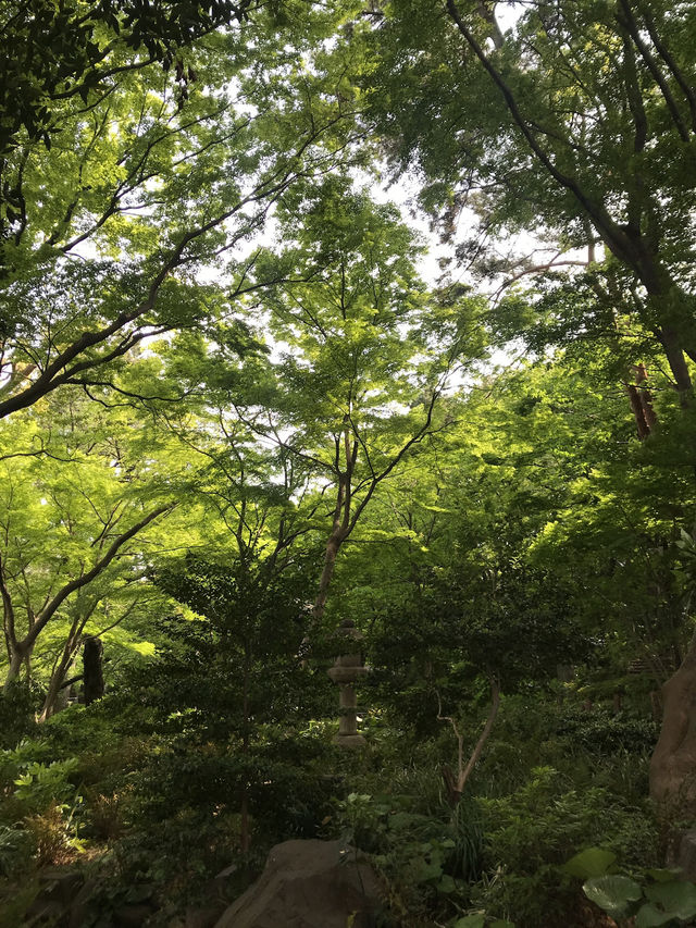 💧🏞️水と音がつなぐ非日常──品川・御殿山庭園の滝散歩 💧🏞️水と音がつなぐ非日常──品川・御殿山庭園の滝散歩
