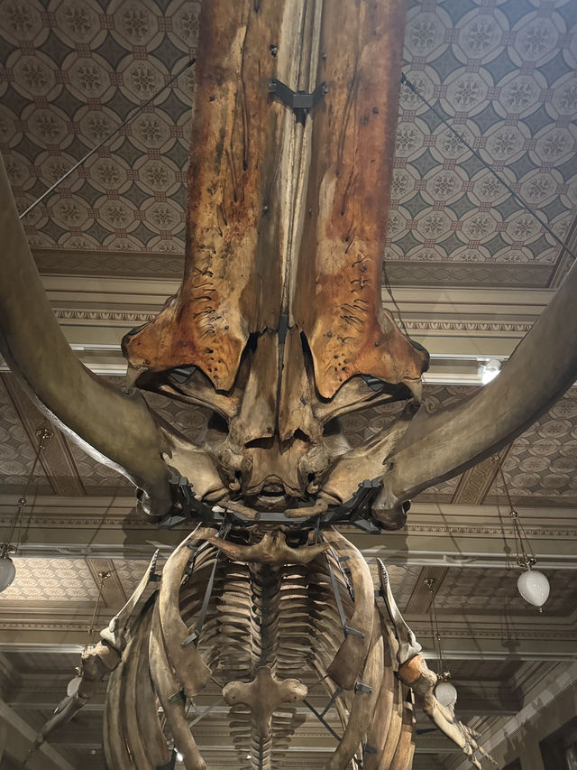 五星必訪！布拉格國家博物館（Národní muzeum）🏫