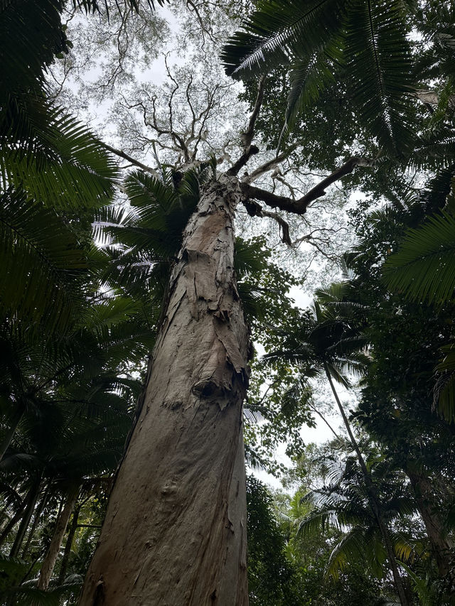 ケアンズ🇦🇺 レインフォレストボードウォーク🌳