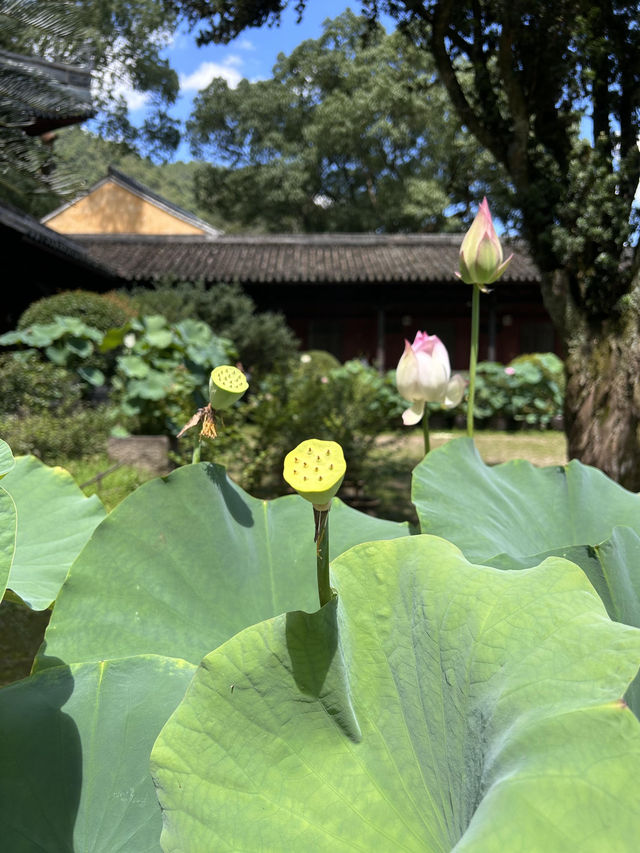 【神仙居｜雲霧縹緲的山水仙境】
